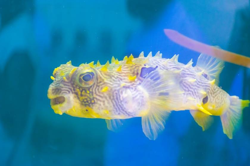 Fish in the MOTE Marine Lab