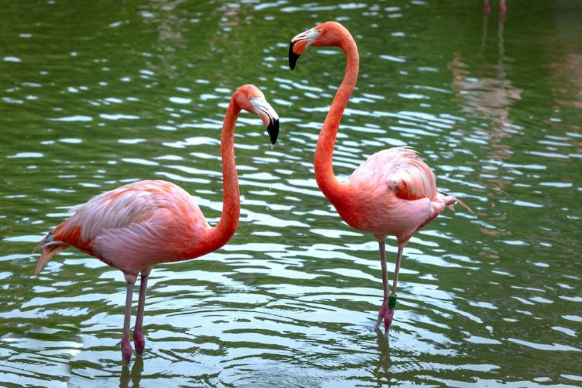 Flamingos by a pond